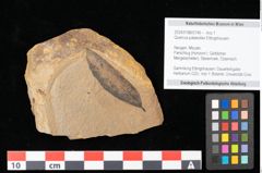 Foto (Objekt + Etikett) von Quercus palaeoilex Ettingshausen (NHMW-GEO-2024-0188-0749)